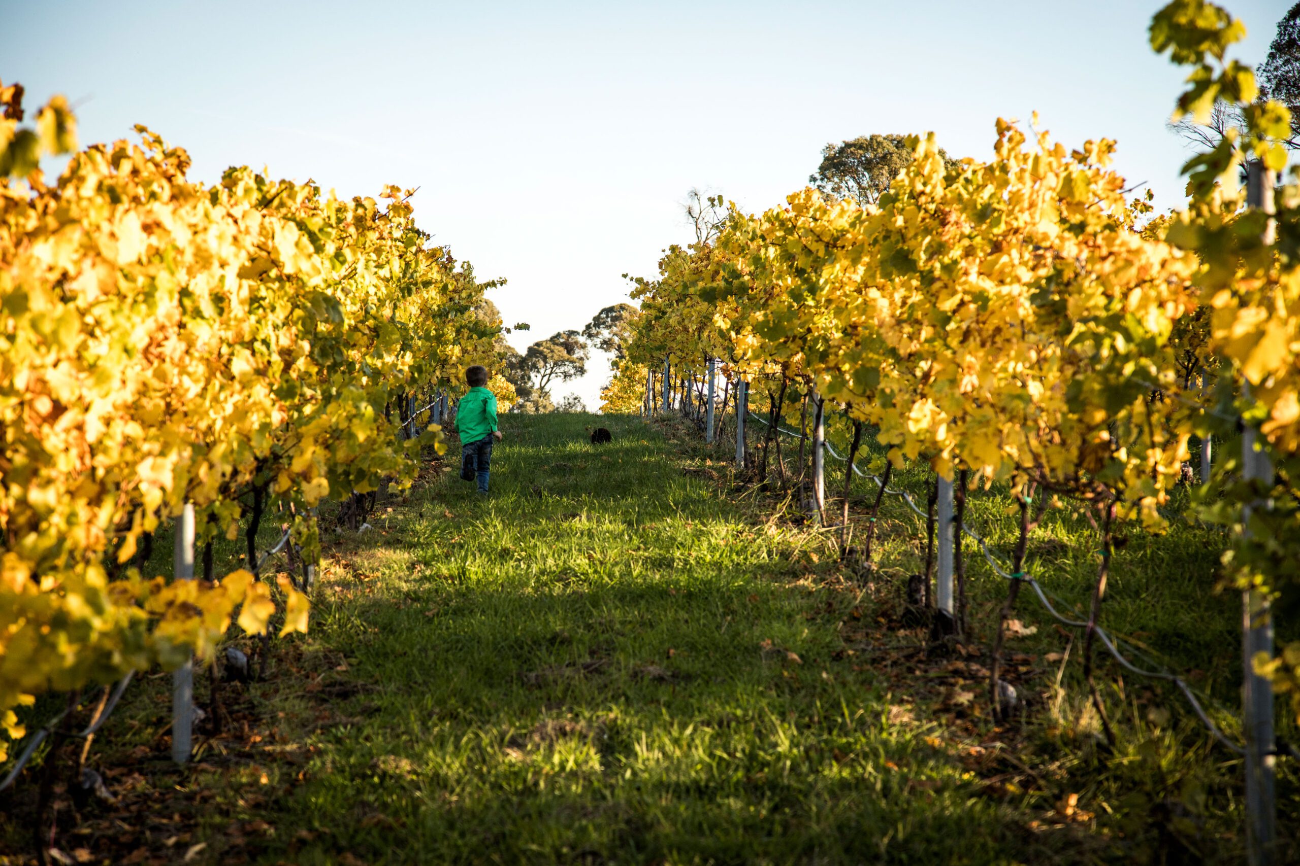 tumbarumba winery tours