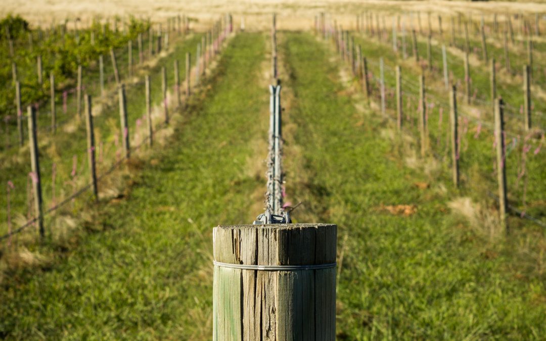 Protected: Excelsior Peak Vineyard